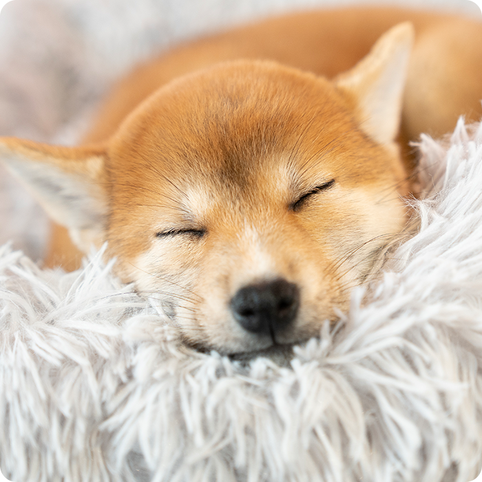 しっぽ動物病院