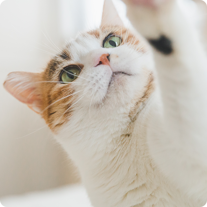 しっぽ動物病院