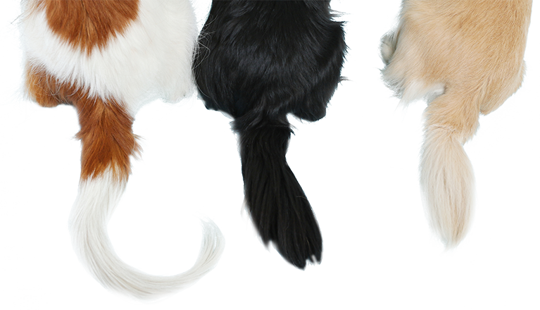 地域の「しっぽ」を守る、身近な動物病院です