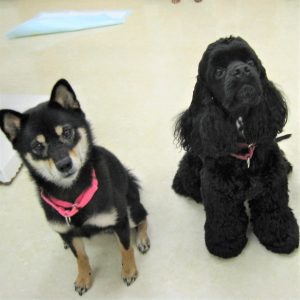 こもも(柴)＆ルト(A・コッカー)